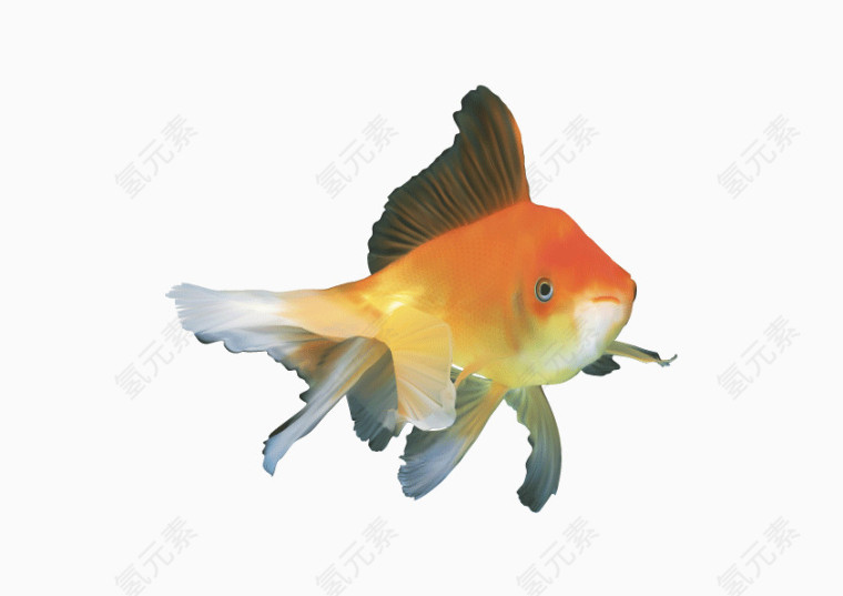 写实风格金鱼矢量素材