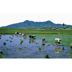 在稻田里插秧人们