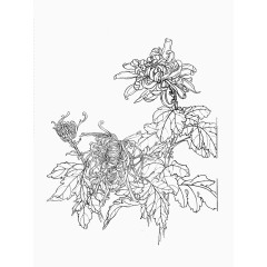 菊花工笔画素材