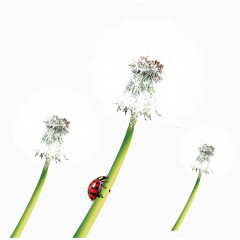唯美精美蒲公英七星瓢虫