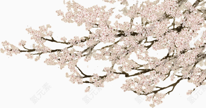 唯美的樱花