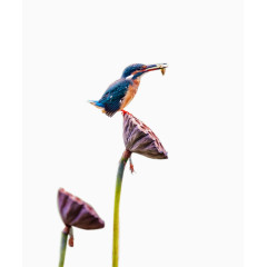 翠鸟嬉戏莲蓬头