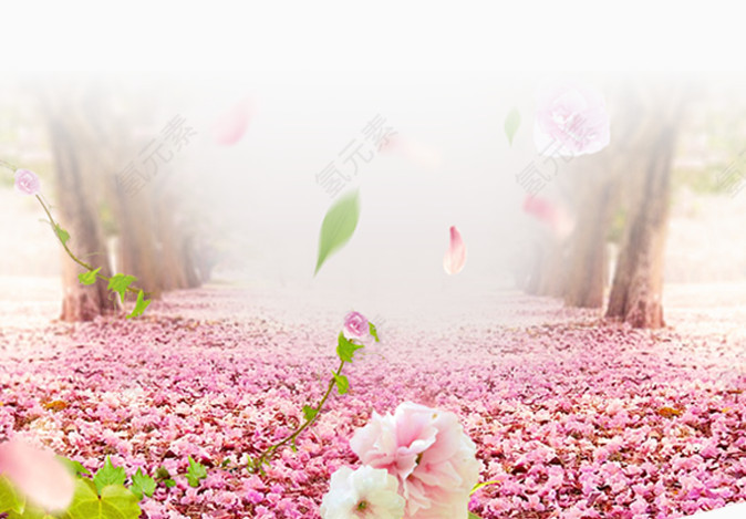 樱花大道