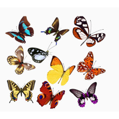 各种各样的蝴蝶