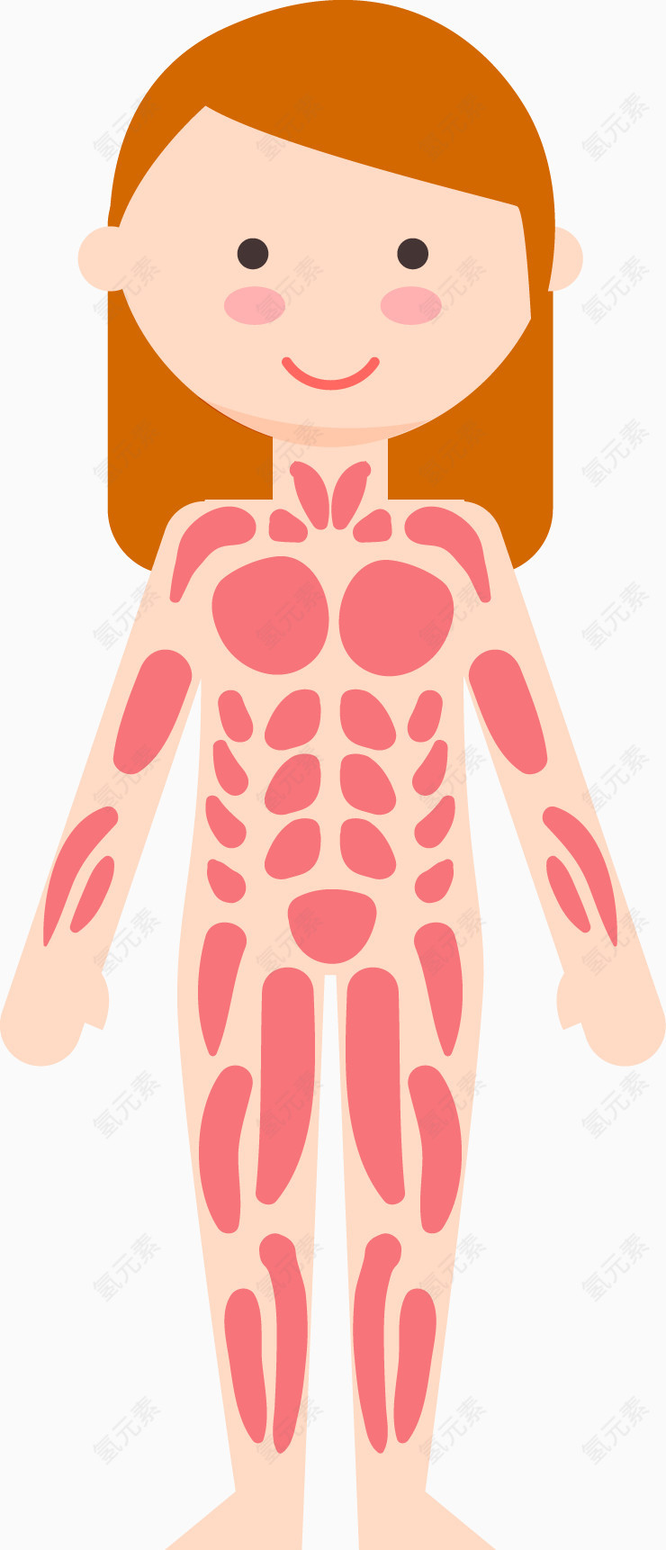 女子6大人体系统矢量图