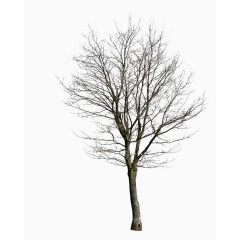 冬天里的一棵树