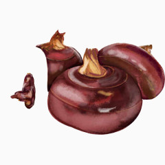 荸荠手绘画素材图片