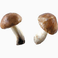 蘑菇