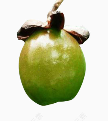 绿色的油茶果