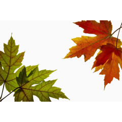 彩色装饰枫叶