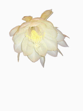 白色的昙花