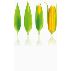 卡通清新玉米农作物