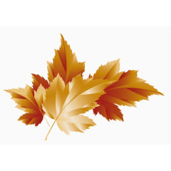代表秋天的金黄色枫叶