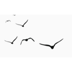 简约黑色矢量飞行小鸟