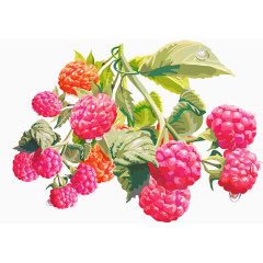 新鲜的带绿色枝叶的覆盆子素材