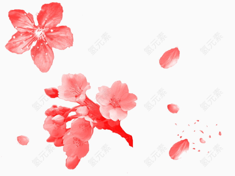 樱花花瓣图片