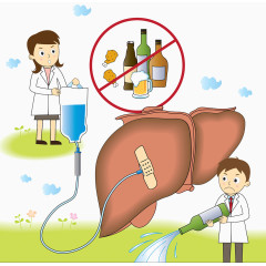 预防啤酒肝插图