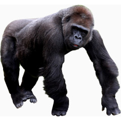 爬行的黑色强壮大猩猩