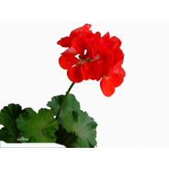 鲜红天竺葵
