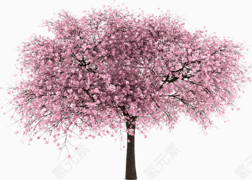 樱花大树