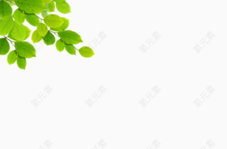 绿色叶子装饰物