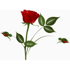 矢量红玫瑰