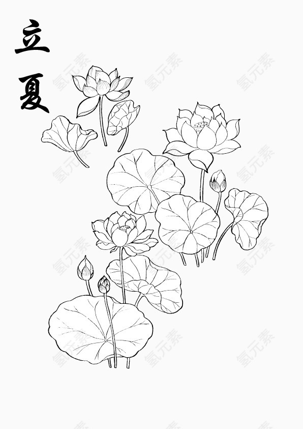 立夏节气荷花素材矢量