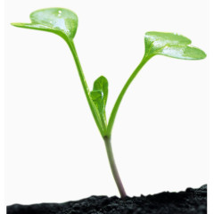 菩提树苗图片素材