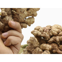 手拿刚出土的生姜