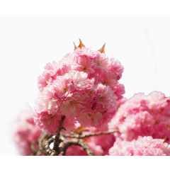 观赏花素材