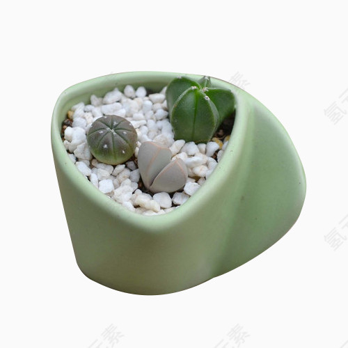 多肉小盆景图片素材