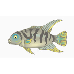 矢量观赏鱼鱼类素材