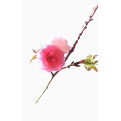 粉色樱花枝