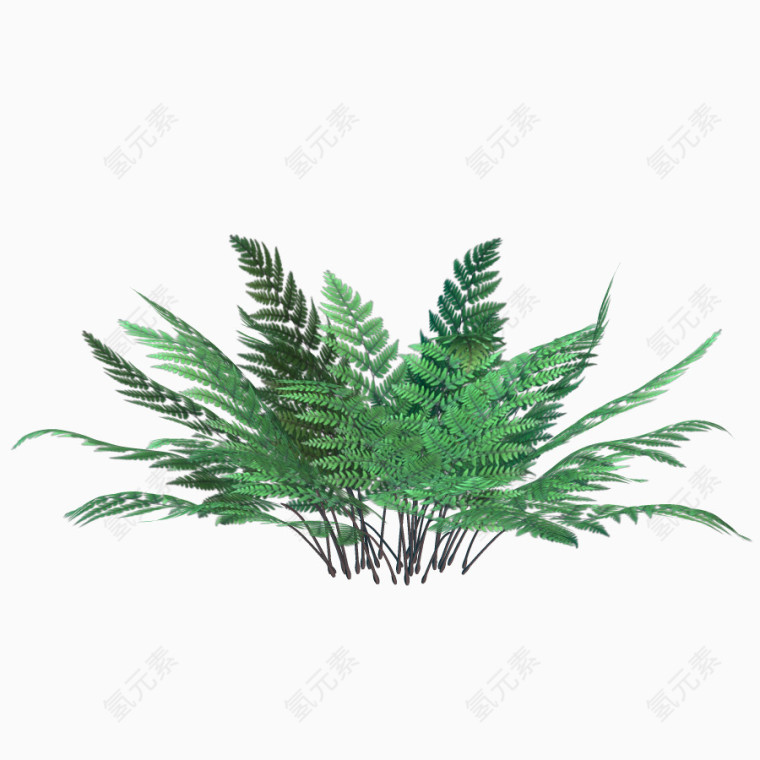 绿色植物叶子