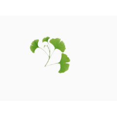 树叶花边图片素材树叶底纹图片素材