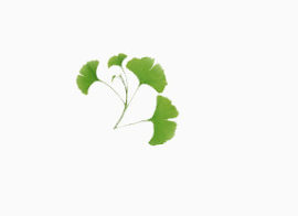 树叶花边图片素材树叶底纹图片素材