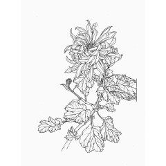 菊花白描线稿