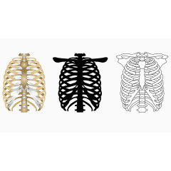 矢量人体肋骨骨骼