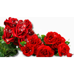 带水珠的玫瑰花