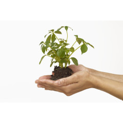 呵护在手心的绿色植物