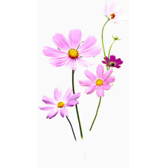 彩绘花卉植物鲜艳开放的