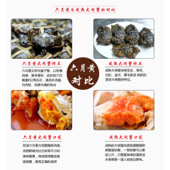 六月黄螃蟹对比