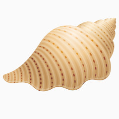 金黄色海螺矢量图