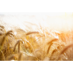 金色小麦稻田图片