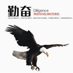勤奋大鹰