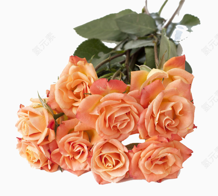 粉色玫瑰花花束