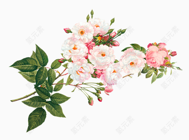 鲜艳的花