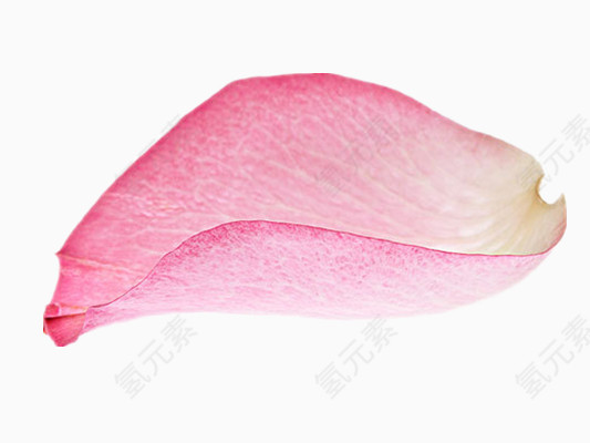 花瓣