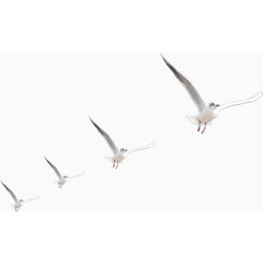 齐飞的白色海鸥实物素材