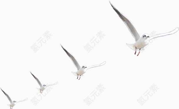 齐飞的白色海鸥实物素材